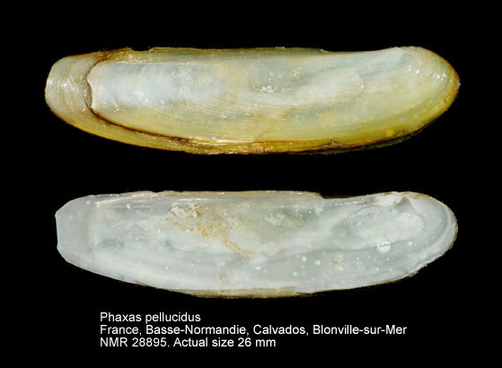 Phaxas pellucidus (3).jpg - Phaxas pellucidus(Pennant,1777)